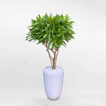 Cây trúc bách hợp